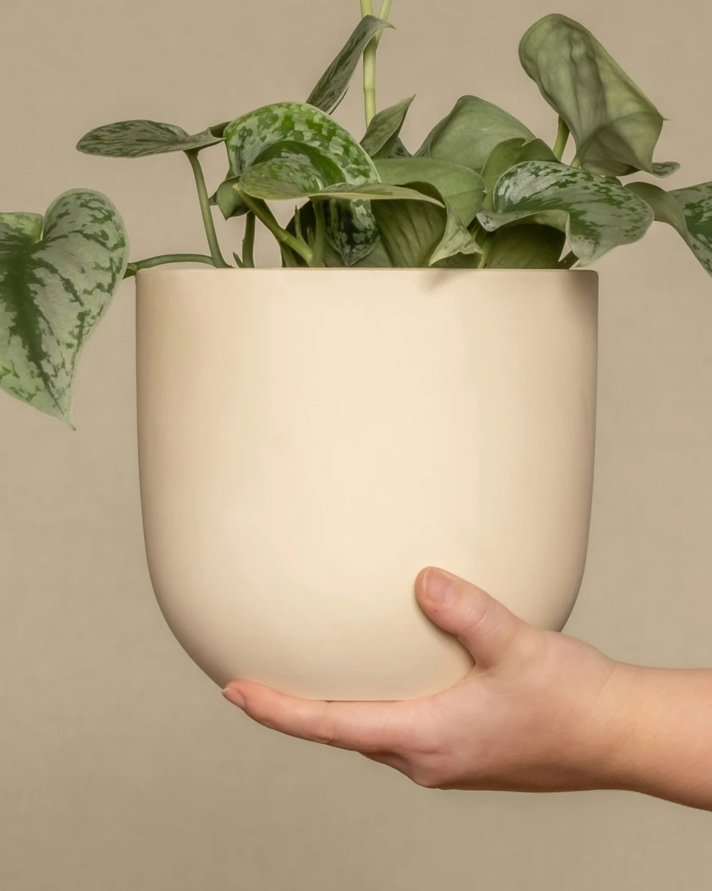 product_2_detail_1