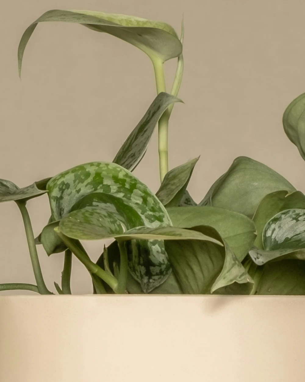 product_2_detail_2