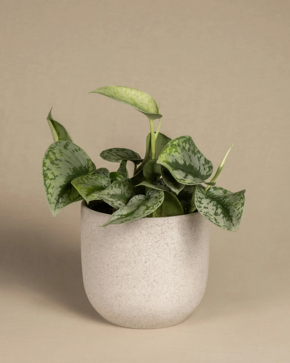 product_4