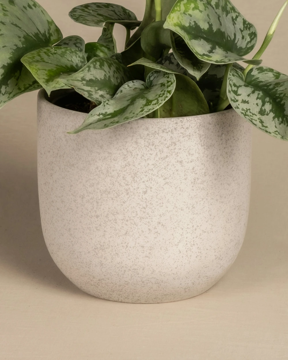 product_4_detail_1