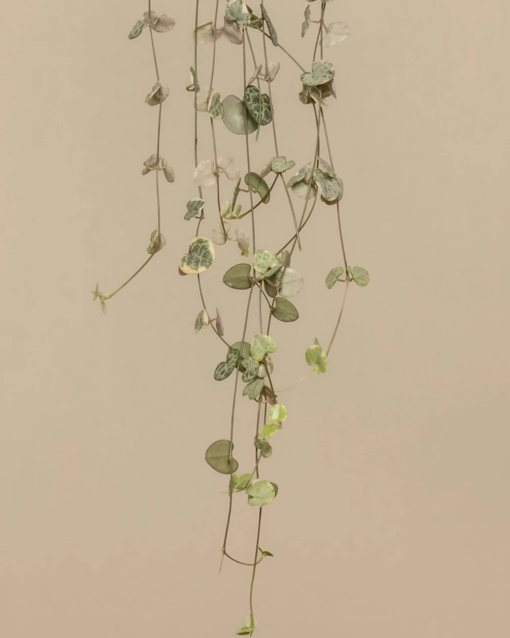 product_6_detail_2